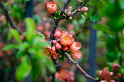 Close-up of red berries growing on tree