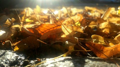 Close-up of leaves on ground