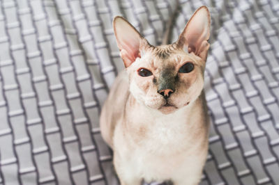 The sphinx cat looks at the camera.