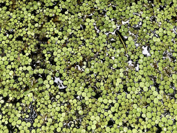 High angle view of flowering plant leaves floating on lake