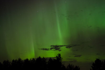 Low angle view of trees against sky at night