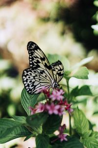 Close-up of butterfly on flower