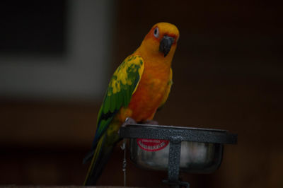 Close-up of parrot perching on metal