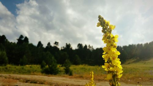 Yellow flowers growing in field against cloudy sky
