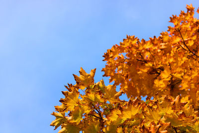 Low angle view of maple tree against blue sky