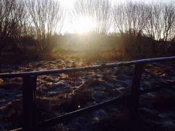 Sun shining through trees