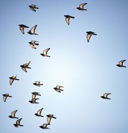 Low angle view of birds flying against clear sky