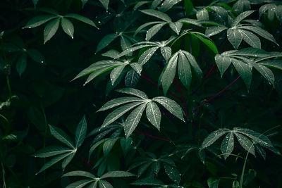 Full frame shot of fresh green plants