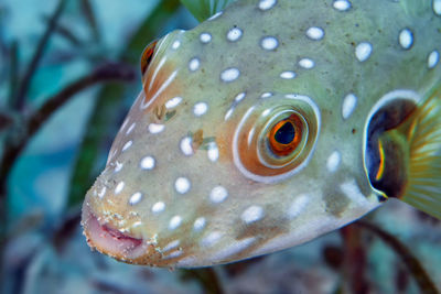 Close-up of fish swimming in sea