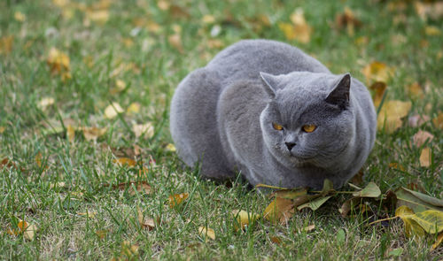 Cat sitting on grassy field