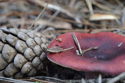 Close-up of oak mushrooms on field