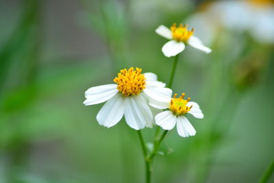 Close-up of white flowering plant