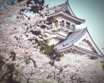 Low angle view of cherry blossom tree