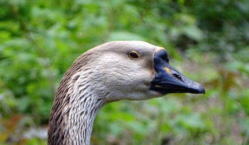 Close-up of a bird looking away