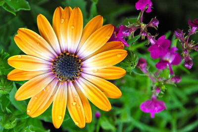 Close-up of orange osteospermum