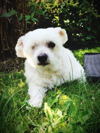 Close-up of dog on grassy field