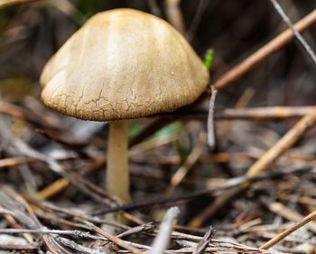 Close-up of mushroom growing on plant