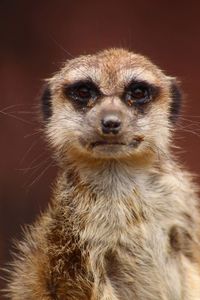 Portrait of meerkat