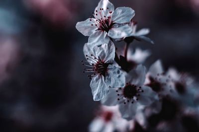 Close-up of white flowers