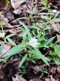 Close-up of green plant on field