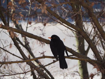 Low angle view of bird perching on branch