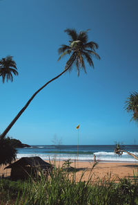 Empty beach with huge palm tree in dikwella, hiriketiya, sri lanka.