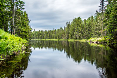 Scenic view of lake in forest against sky