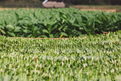 Close-up of fresh green grass in field