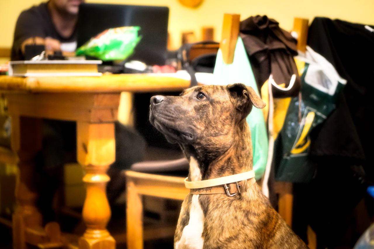 DOG LOOKING AT TABLE