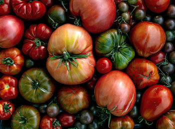 Multicolored tomatoes of different sizes and types, in appearance, a horizontal composition.poster