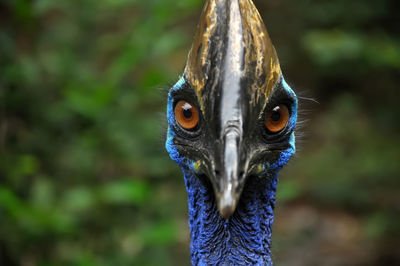 Close-up portrait of cassowary in forest