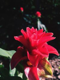 Close-up of pink flower blooming outdoors