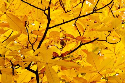 Close-up of yellow tree during autumn