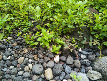 High angle view of stones on field