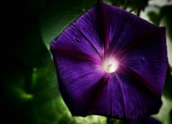 Close-up of purple flower
