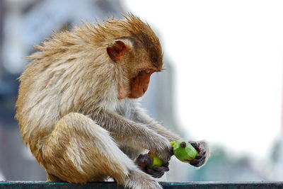 Close-up of monkey eating food