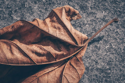 Close-up of dry autumn leaves