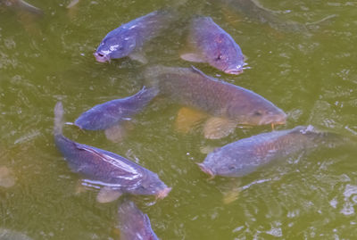 High angle view of fish swimming in lake