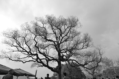 Low angle view of bare tree against sky