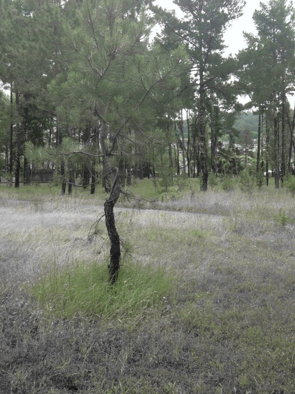 tree, grass, growth, tranquility, field, tree trunk, nature, tranquil scene, landscape, green color, beauty in nature, grassy, forest, scenics, day, outdoors, no people, sunlight, branch, non-urban scene