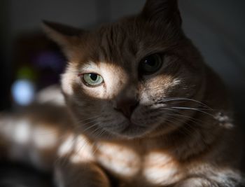 Close-up portrait of cat