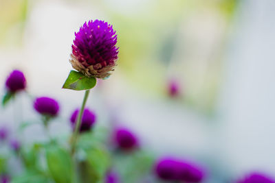 Close-up of pink flowering plant