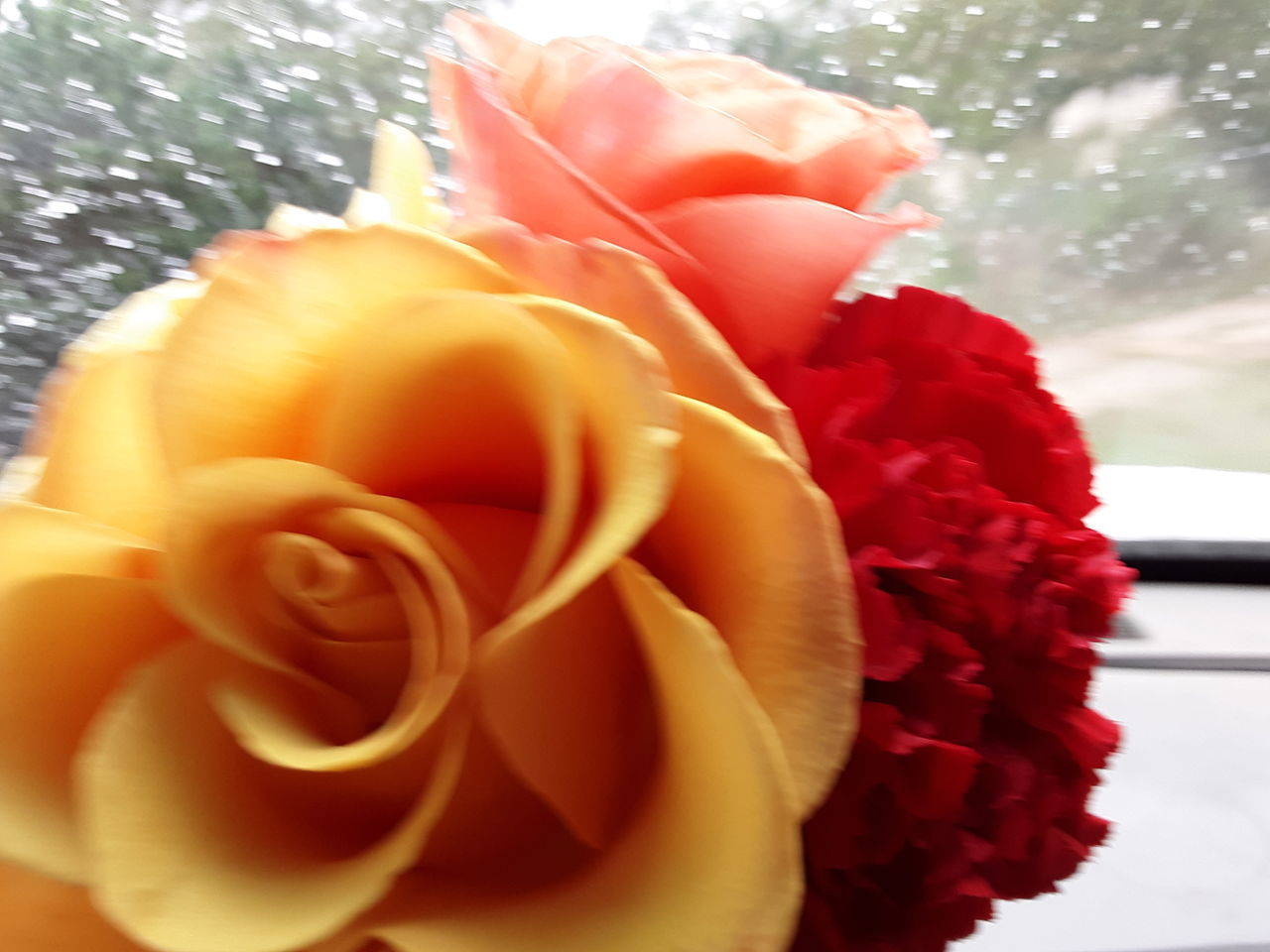 CLOSE-UP OF RED ROSE AGAINST WHITE WALL