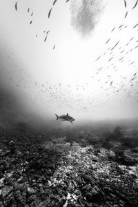 Fish swimming in sea