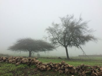 Trees on field against sky