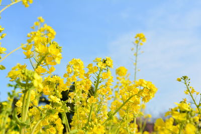 Close-up of yellow flowering plant against sky