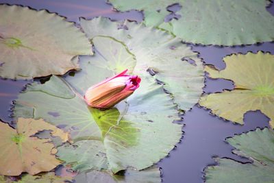 Close-up of water lily in lake