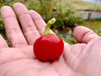 Close-up of hand holding strawberry