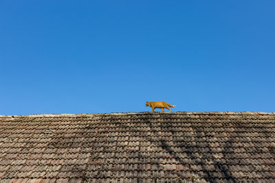 Cat walking on roof against clear blue sky