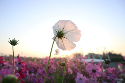 Close-up of purple cosmos flower against sky